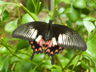 Black Swordtail Butterfly tropical species with red heart spots (Graphium colonna)