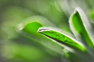 Closeup of young green sprouts