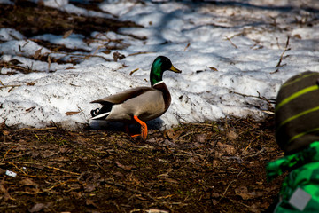 ducks walk in the city park on a spring day