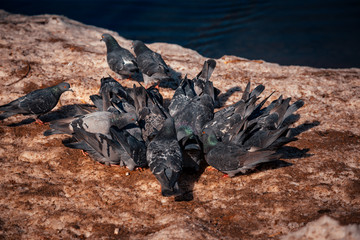 a flock of pigeons crowding around bread crumbs