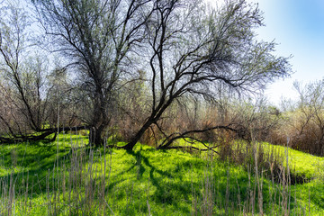 Tree with black bark and branches without foliage against the background of the turning green meadow.