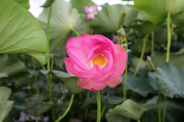 Flower pink lotus on the lake close-up