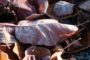 Herbstblatt mit raureif