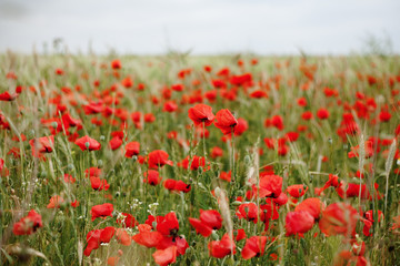 Poppy Field