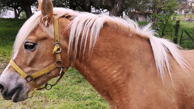 Brown cute hairy horse face moving doring grass eating, 4g animal body