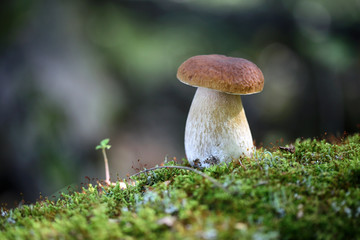 Boletus mushroom in the forest on green moss
