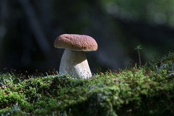 Boletus mushroom in the forest on green moss