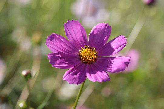 Close-up of a beautiful cosmos flower in the summer garden