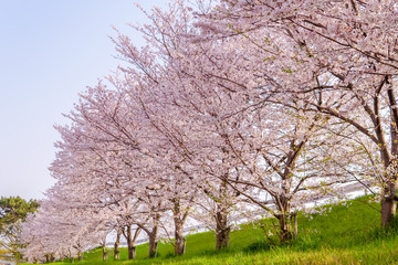 満開の桜