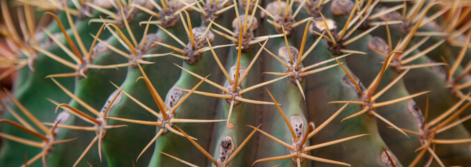 green cuctus close up. Plant background and banner