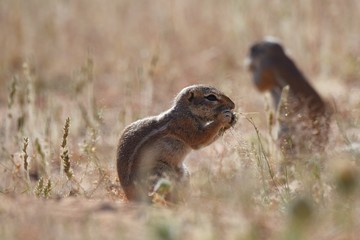 Naklejka na ściany i meble Kap-Borstenhörnchen (xerus inauris) in der Kalahari in Namibia