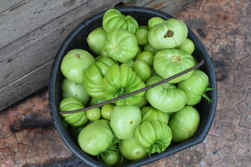 Bucket of green fresh tomatoes in summer harvest