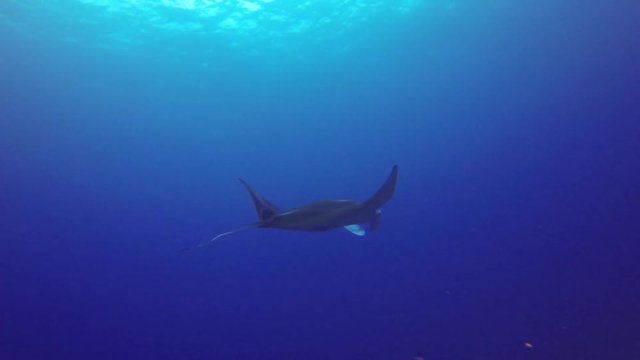 Underwater Tilt-up: Majestic Manta Ray Swimming in Deep Blue Ocean in Big Island, Hawaii