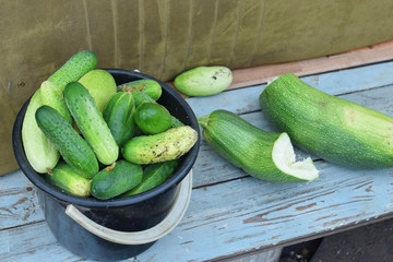 Black bucket with fresh green cucumbers on bench at garden in summer