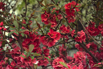 blossom flowers tree