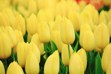 Close up yellow tulip in tulip field.Thailand.
