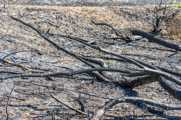 The thicket which is burned out by fire. The charred trunks of trees on the dead black earth.