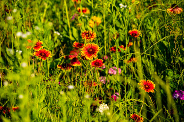 Meadow of wild flowers