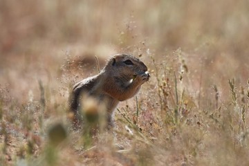Kap-Borstenhörnchen (xerus inauris) in der Kalahari in Namibia