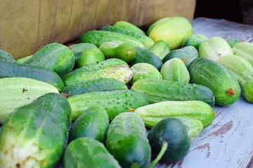 The harvest of fresh green cucumbers are on wooden table