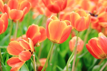 Close up orange tulip in the field.Selective focus.