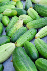 Heap of fresh green cucumbers with pimples harvest