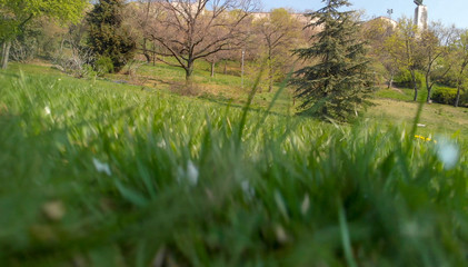 View of grass from ground level