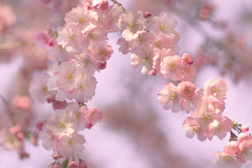 Fototapeta na wymiar Zierkirsche, Blüten, romantisch, Hintergrund