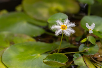 White Water Snowflake Flowers or Nymphoides indica (L.) Kuntze