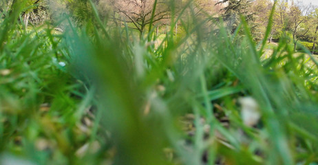 View of grass from ground level