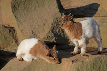 Ziegen-Nachwuchs