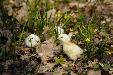 chick in the forest