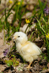 chick in the forest