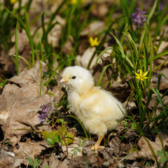 chick in the forest