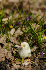 chick in the forest