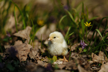 chick in the forest