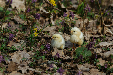 chick in the forest