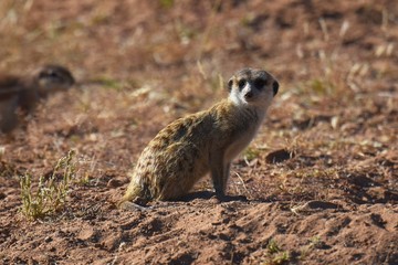 Erdmännchen (suricata suricatta) im Kgalagadi Transfrontier Park