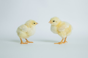 yellow chickens on white background