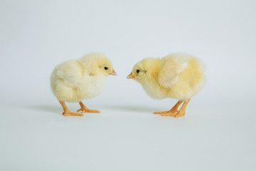 yellow chickens on white background