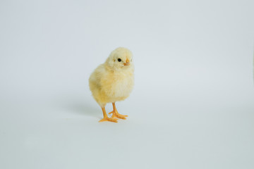 yellow chickens on white background