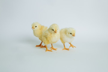 yellow chickens on white background
