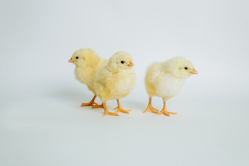 yellow chickens on white background