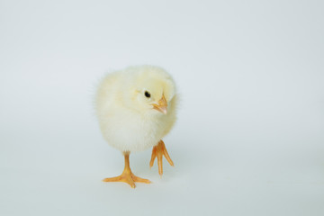 yellow chickens on white background