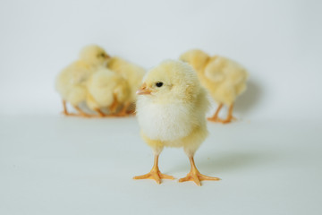 yellow chickens on white background