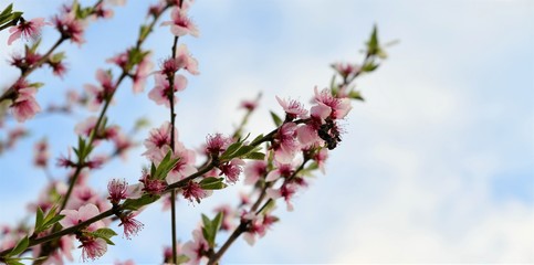 cherry blossom