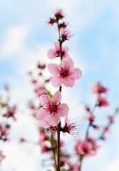flowers on background of blue sky