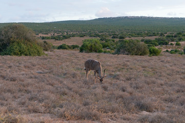 Naklejka premium Male kudu antelope with spiral horns grazing in the wild