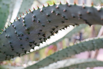 Close up of Aloe marlothii, also known as mountain or flat-flowered aloe.