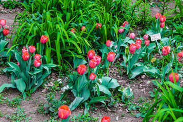 Tulips